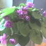 African_violet0407