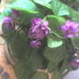2african_violet0407