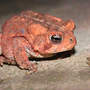 Toad_american_in_fly_staredown_med