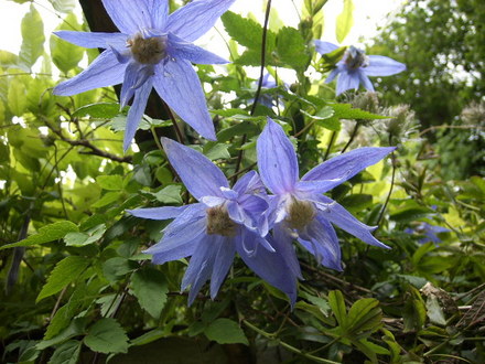 Clematis Alpina