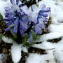 Easter Monday hyacinth. (Hyacinthus orientalis (Hyacinth))