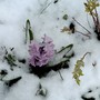 Pink Hyacinth and salix in snow (Hyacinthus orientalis (Hyacinth))