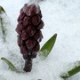 Hyacinth in snow (Hyacinthus orientalis (Hyacinth))