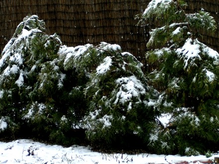 Weight of snow. (Thuja occidentalis (White cedar))