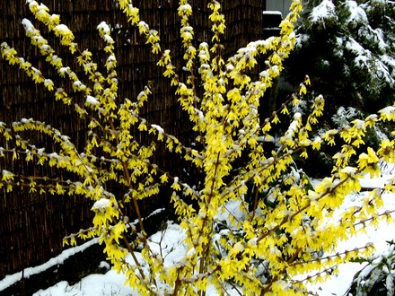 Forsythia looks interesting with snow. (Forsythia Intermedia)