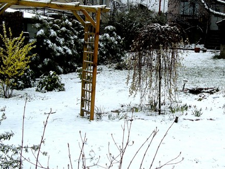 Snowy view in back garden