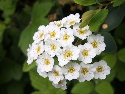 Spirea