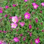 Saxifraga (Saxifraga x arendsii)