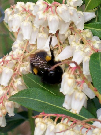 bee on pieris flower (Pieris japonica (Lily of the valley bush))