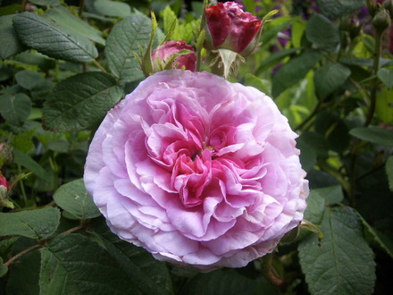Rosa President de Seze