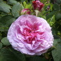 Garden_may_june_07_007