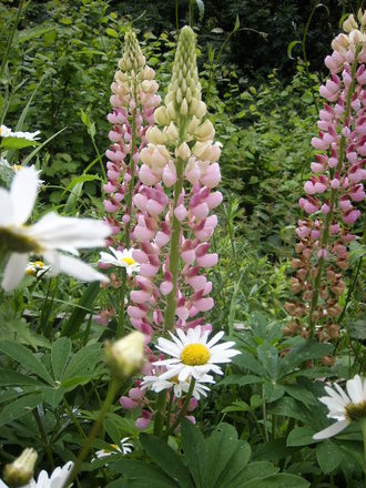 A garden flower photo