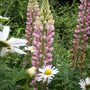 Garden_may_june_07_009