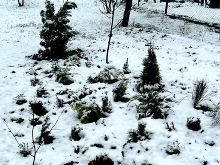 Conifer bed on Easter Monday morning.
