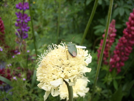 Shield Bug on Yellow Scabious