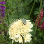 Garden_may_june_07_011