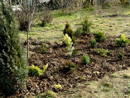Another view of freshly barked bed.