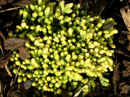 Sedum on edge of conifer bed