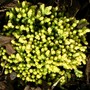 Sedum on edge of conifer bed