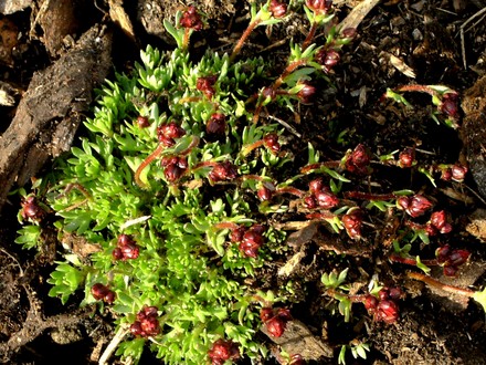 Saxifrage on edge of conifer bed