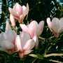 Magnolia X soulangiana
