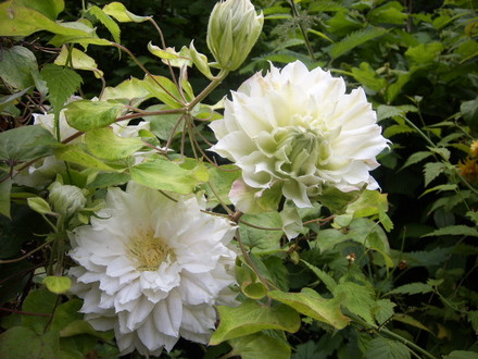Clematis Arctic Queen,