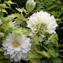 Garden_may_june_07_012