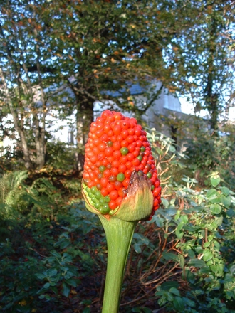 Arisaema seedhead