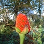 2005_11_11_arisaema_seedhead