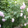 Garden_may_june_07_016