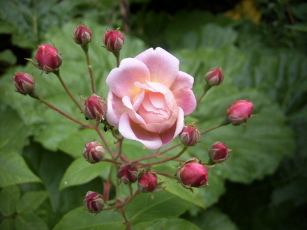 Cutting from Blush Noisette