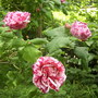 A garden flower photo