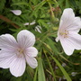 Garden_may_june_07_023
