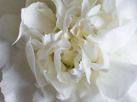 Nother Pic of my White Carnations 