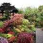 Oriental Pagoda May