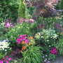 Perennials