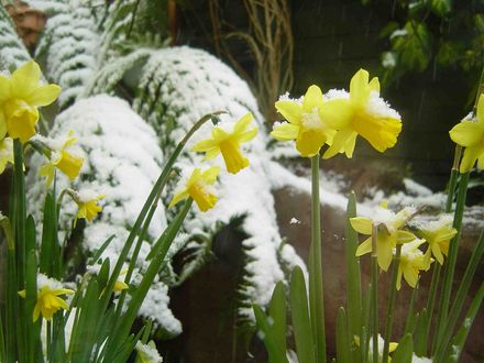 Snow on the  Daffodils in the garden.