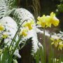 Snow on the  Daffodils in the garden.