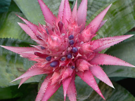 Bromelaid  (Aechmea fasciata)
