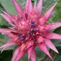 Bromalaid_bloom_pink_purplecoming_7-30-07_sm