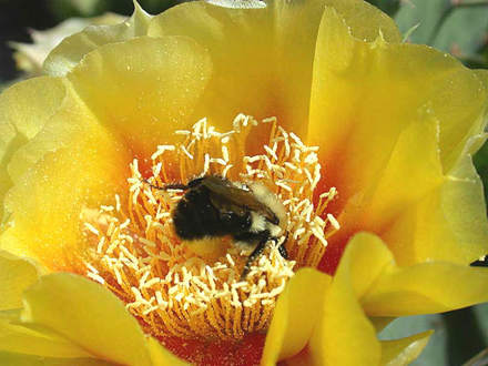 Hardy Prickly Pear Cactus with Bumble (Opuntia compressa (Eastern Prickly Pear))