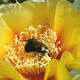 Opuntia compressa