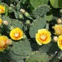 Cactus_blooms_6-30-03_lr