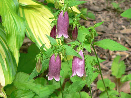 Campanula Cherry Bells (Campanula Cherry Bells)