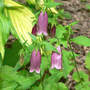 Campanula Cherry Bells