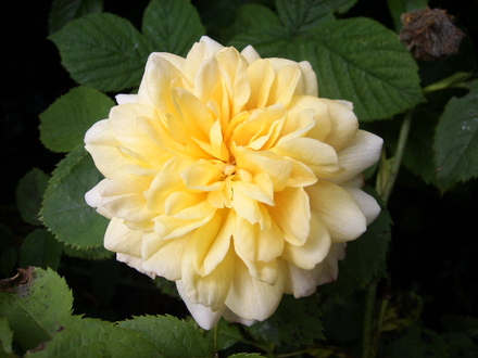 Rosa Grace