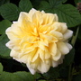 Garden_may_june_07_024