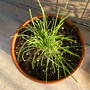 Garlic chives