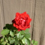 Red rose 