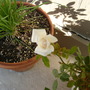 White rose